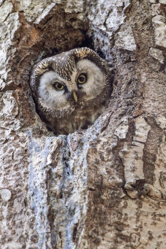 Chouette de Tengmalm