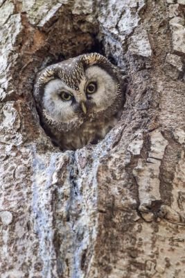 Chouette de Tengmalm