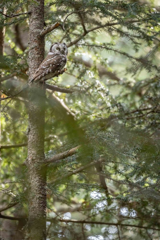 Chouette de Tengmalm