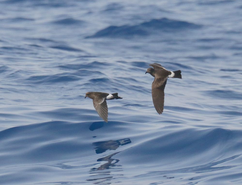 Océanite de Wilson & de Madère (Castro)