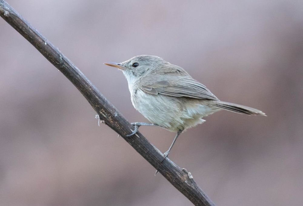 Rousserolle du Cap Vert