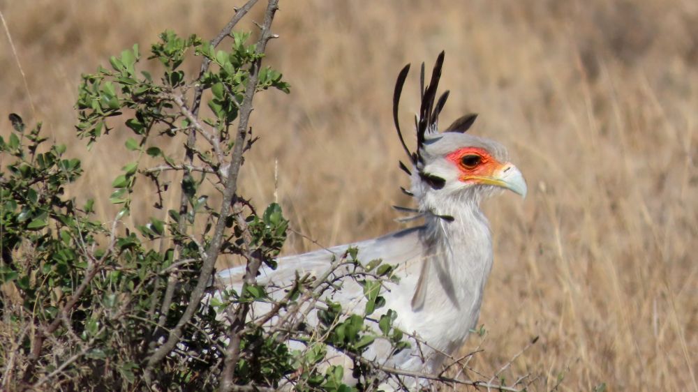 Portrait de Serpentaire
