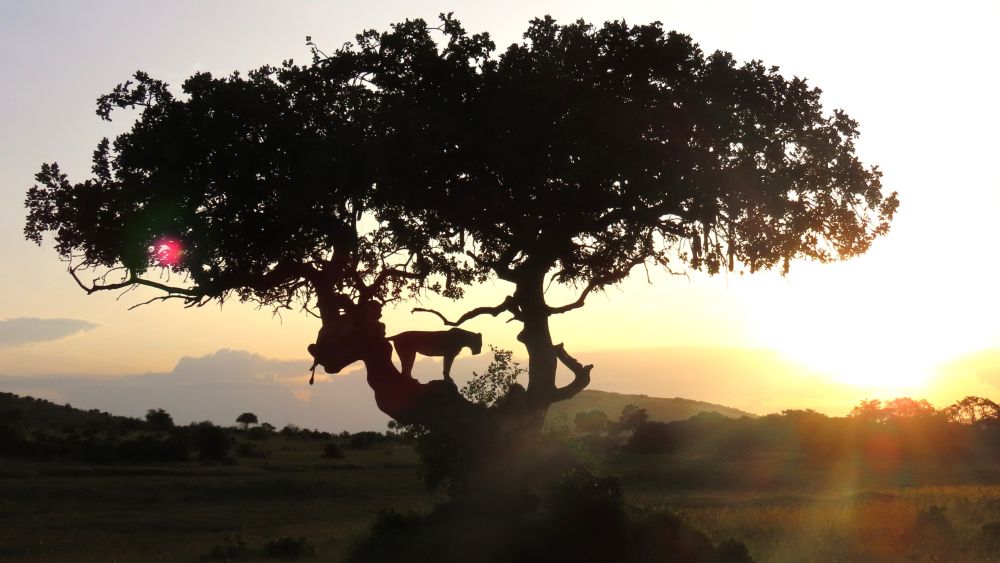 Une lionne se cache ici...