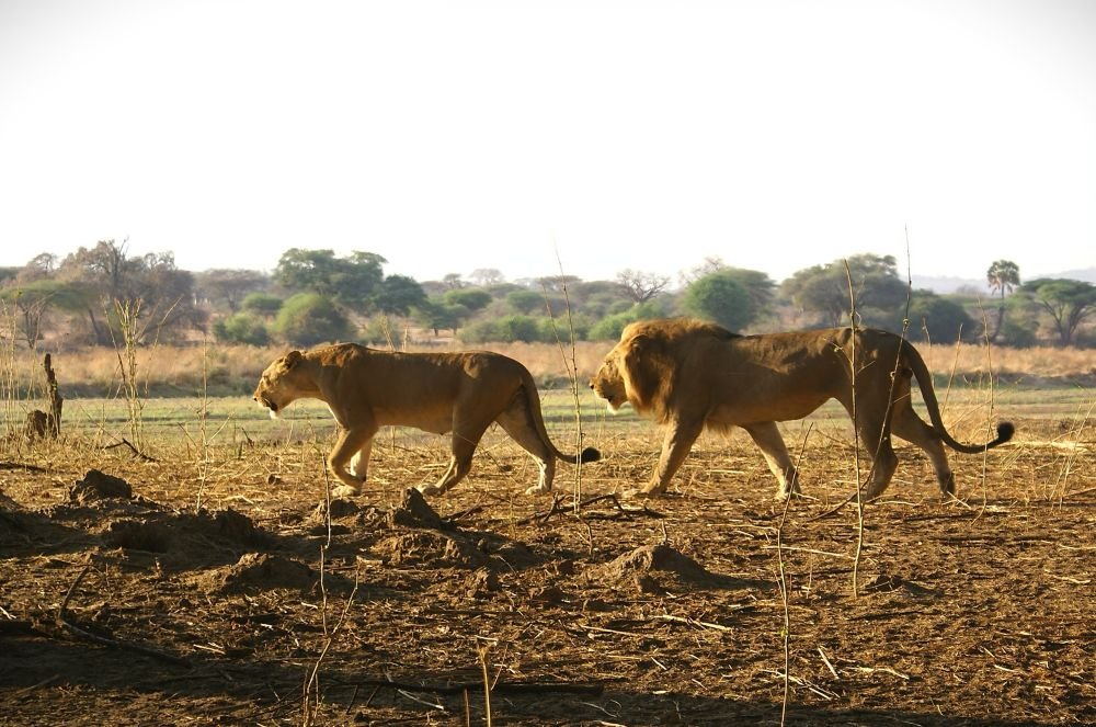 Madame & Monsieur dans les parcs du sud Tanzanie