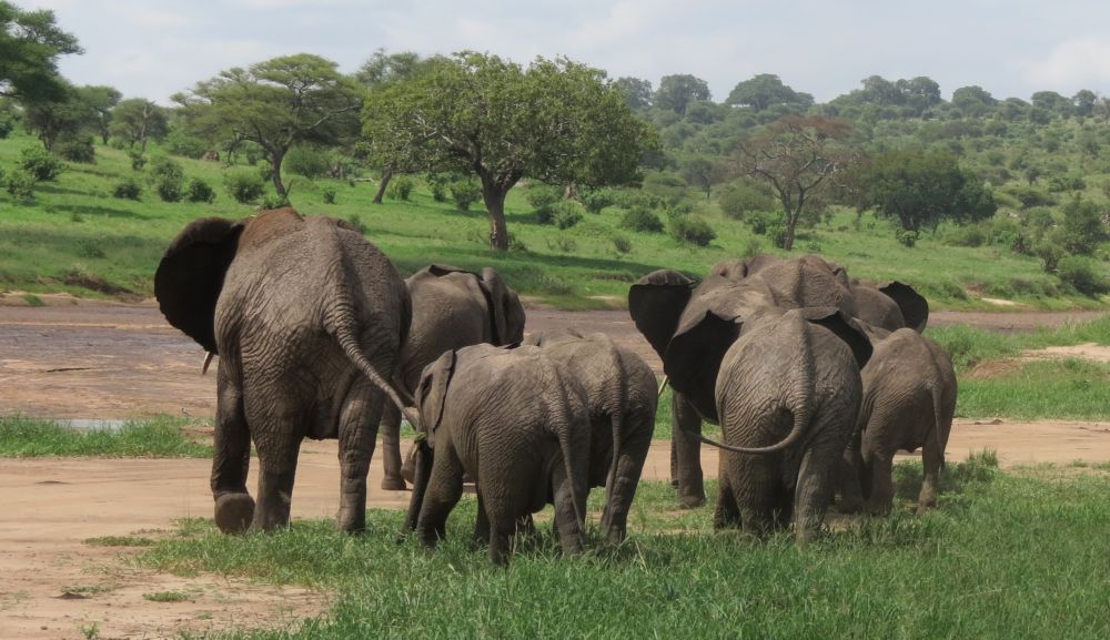 Troupeau d'éléphants