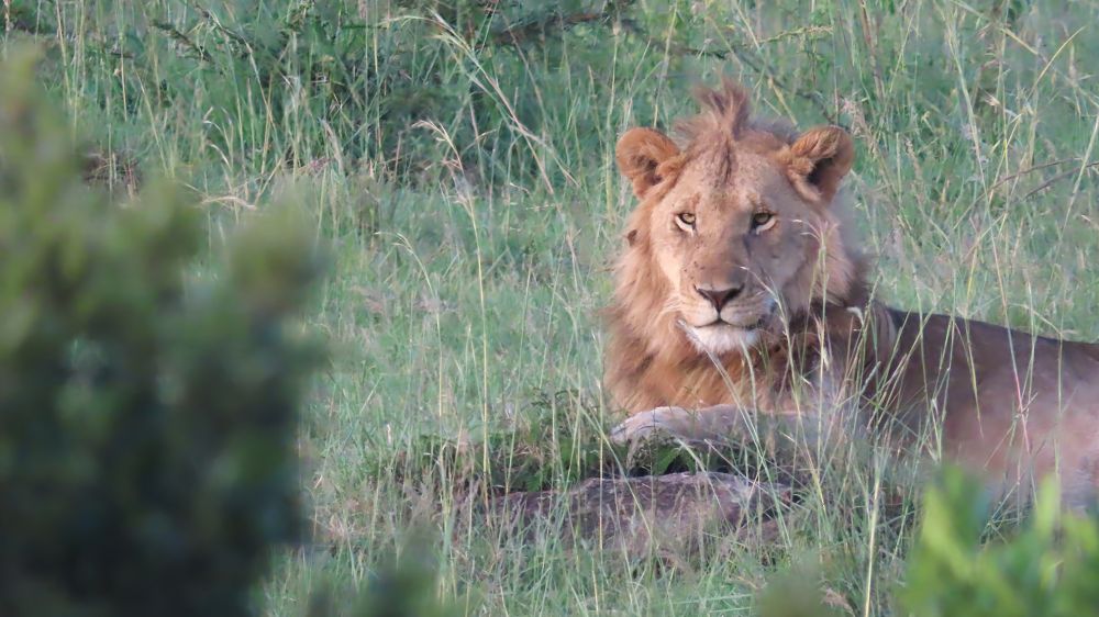 Jeune lion au soleil levant