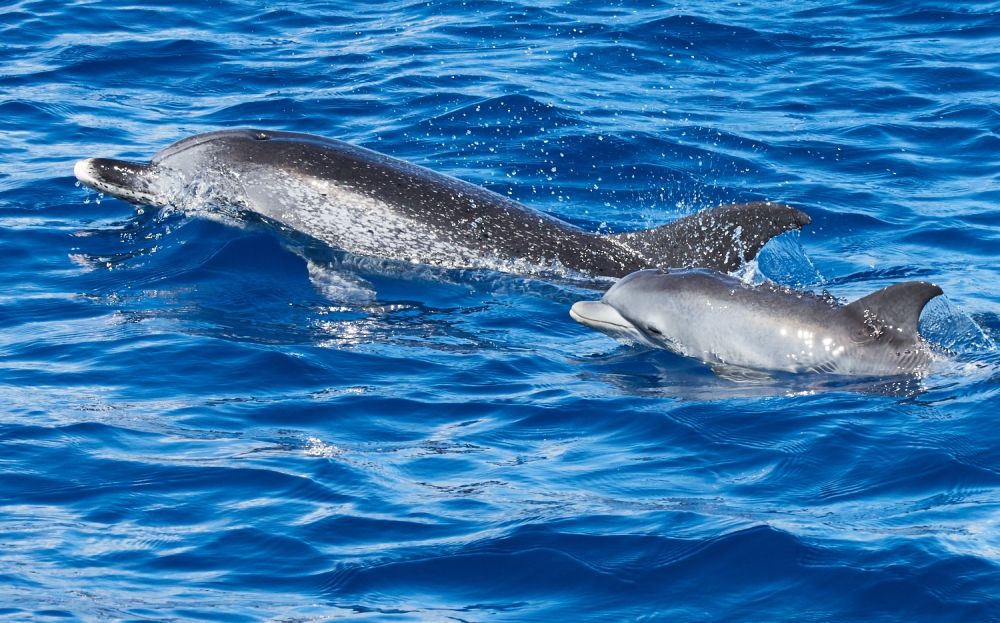 Dauphin tacheté de l'Atllantique