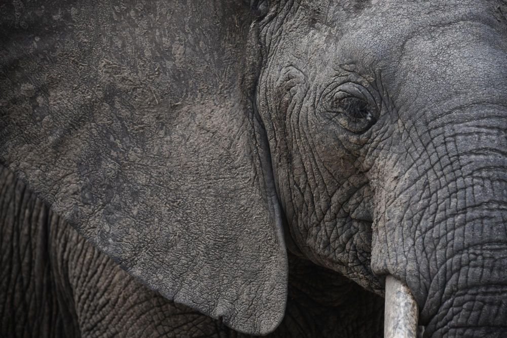 Portrait d'éléphant