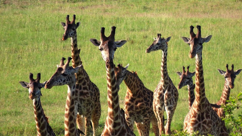Rencontre avec un groupe de girafes
