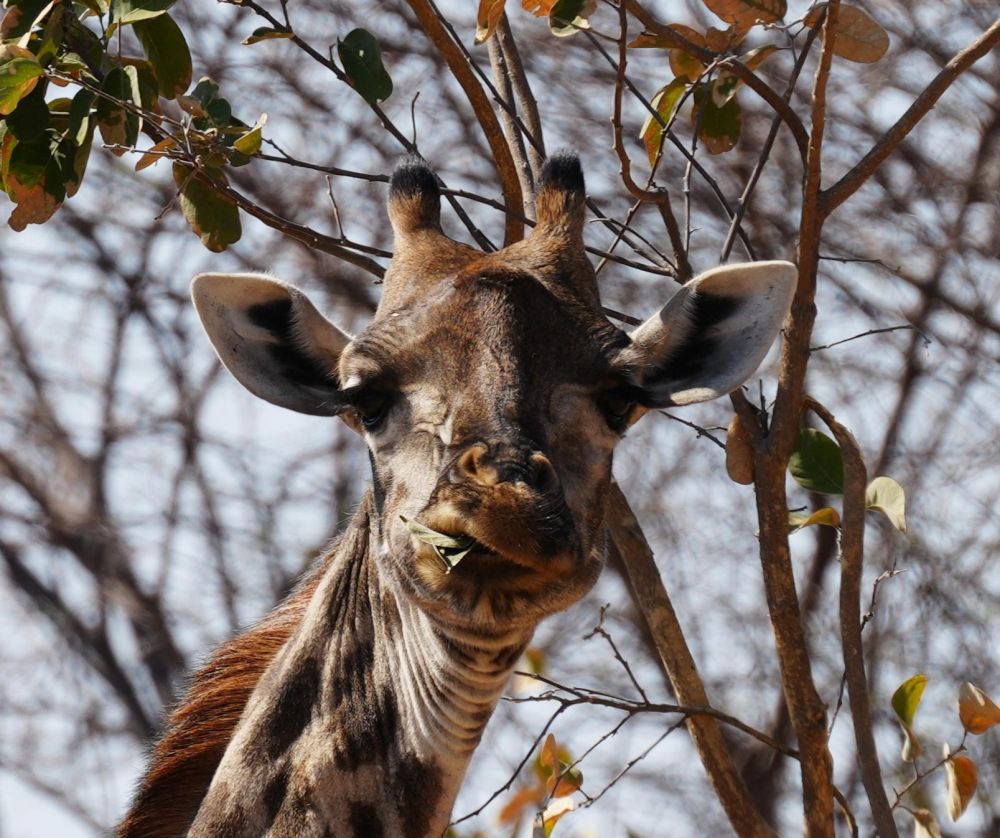 Girafe Hawange national park Zimbabwe