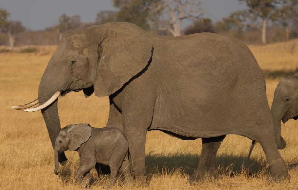 Femelle éléphant et son éléphanteau Hwange Zimbabwe