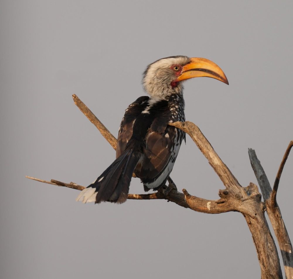 Calao à bec jaune Hwange Zimbabwe