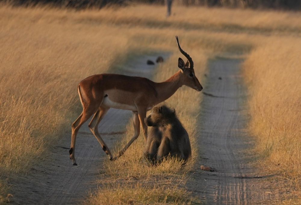 impala et babouin Hwange Zimbabwe
