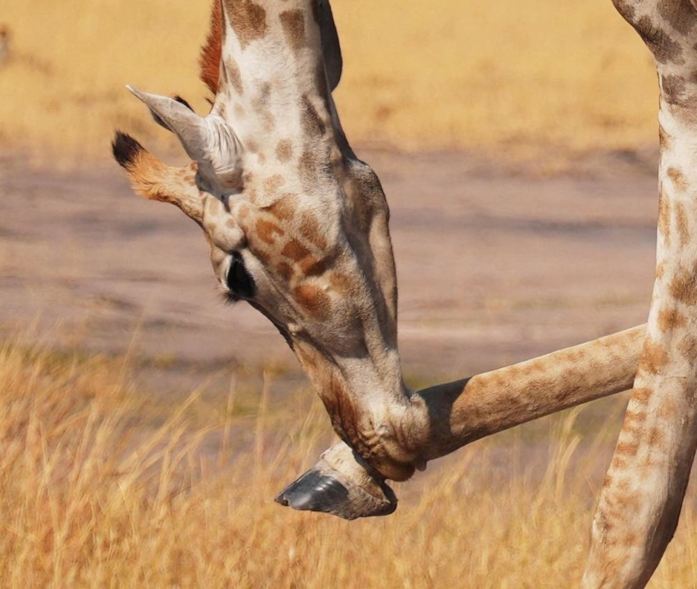 Girafe Hawange national park Zimbabwe
