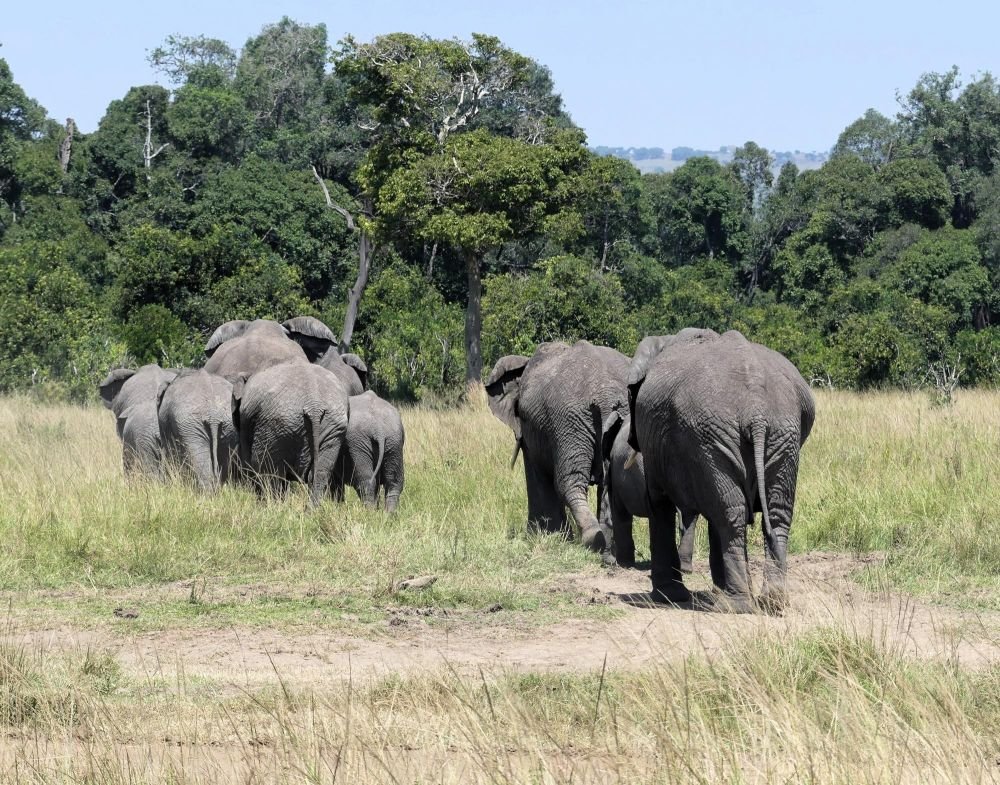 groupe d'éléphants Maasai Mara Kenya