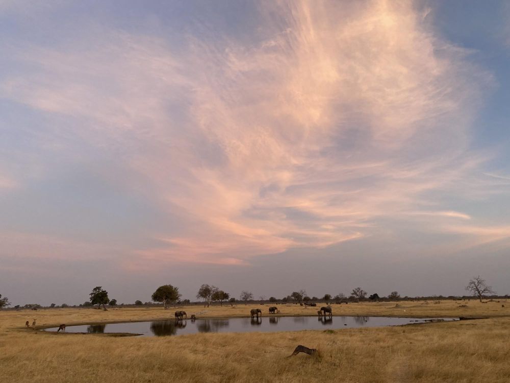safari Botswana et Zimbabwe