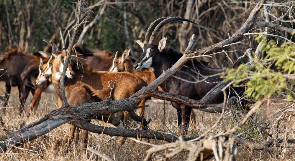 Hippotrague Hwange Zimbabwe
