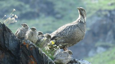Tétraogalle du Caucase