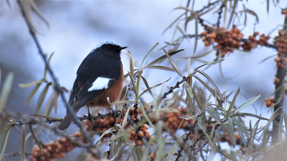 Rougequeue de Güldenstädt