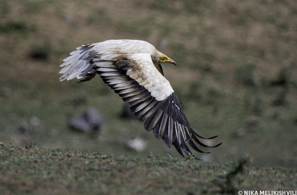Percnoptère d'Egypte