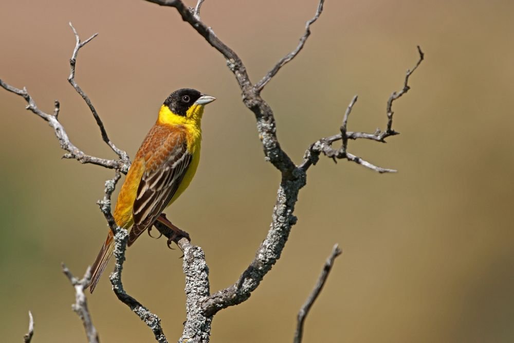 Bruant mélanocéphale