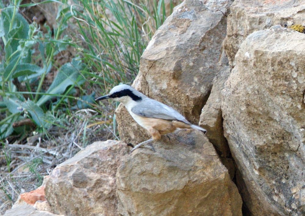 Sittelle de Neumayer