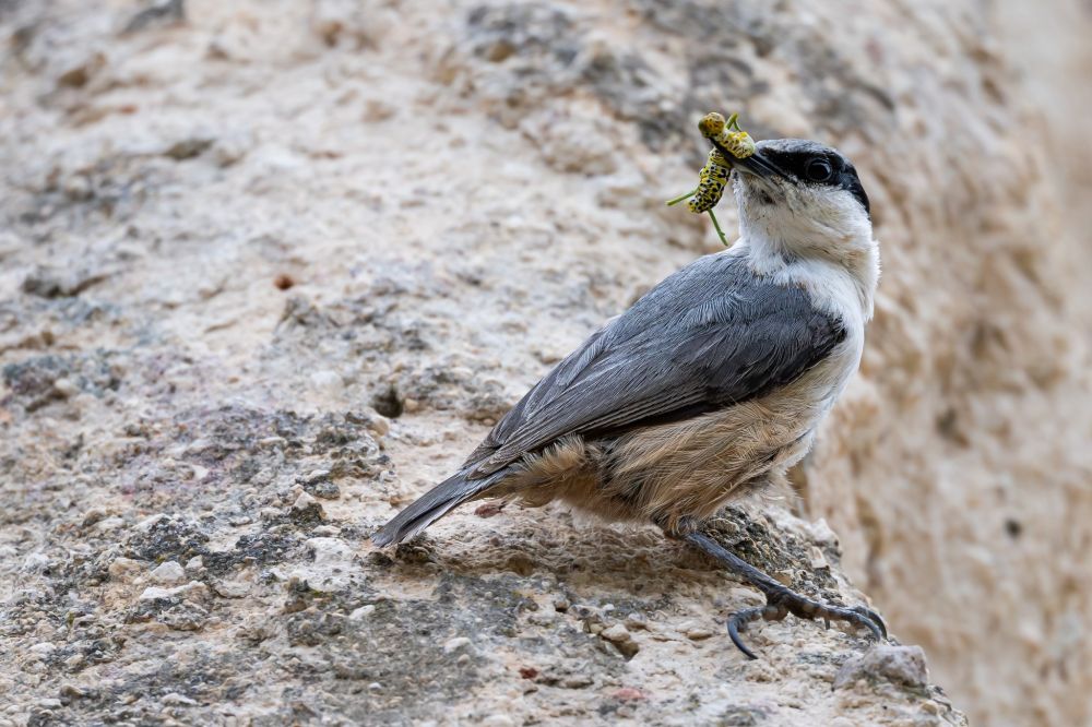Sittelle de Neumayer