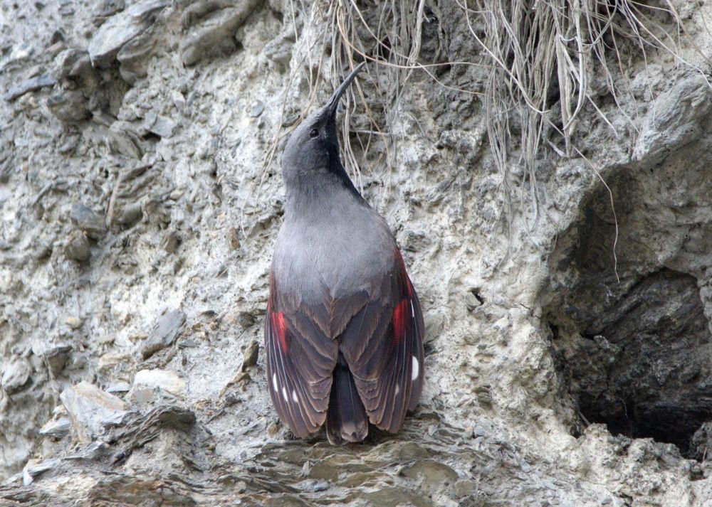 Tichodromme échelette