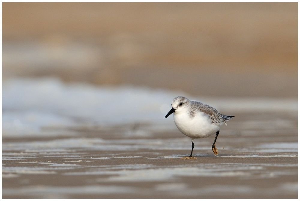 Bécasseau sanderling