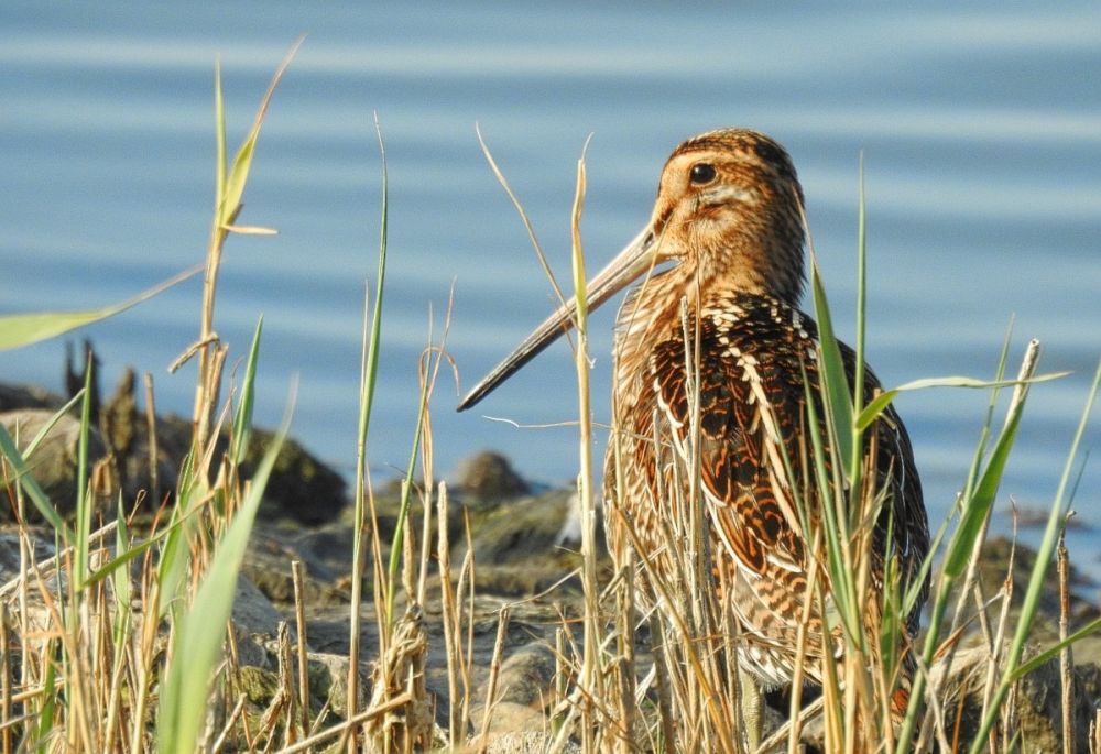 Bécassine des marais