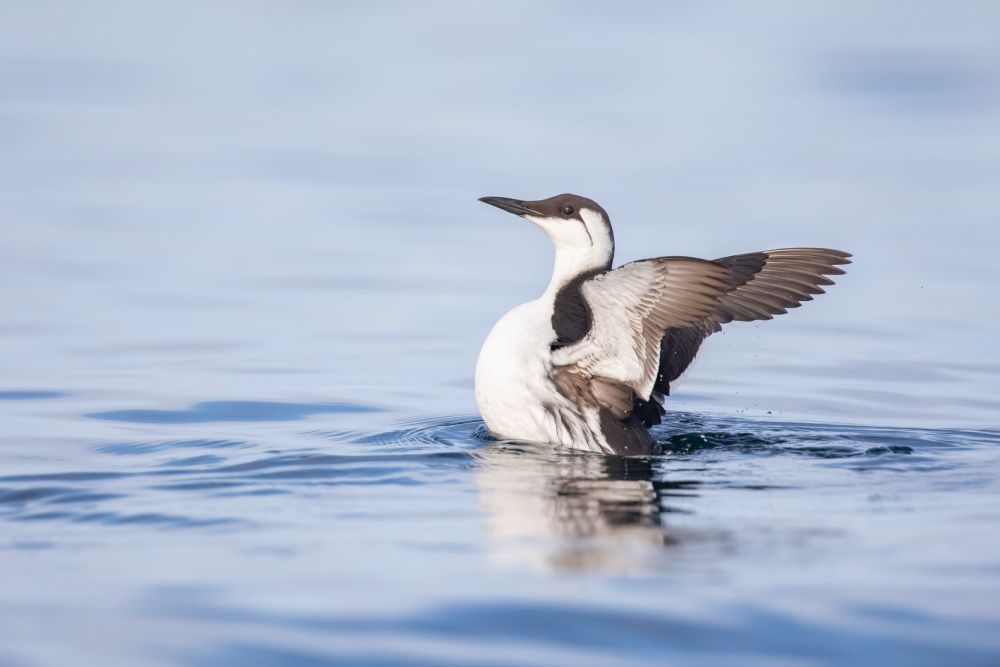 Guillemot de Troïl
