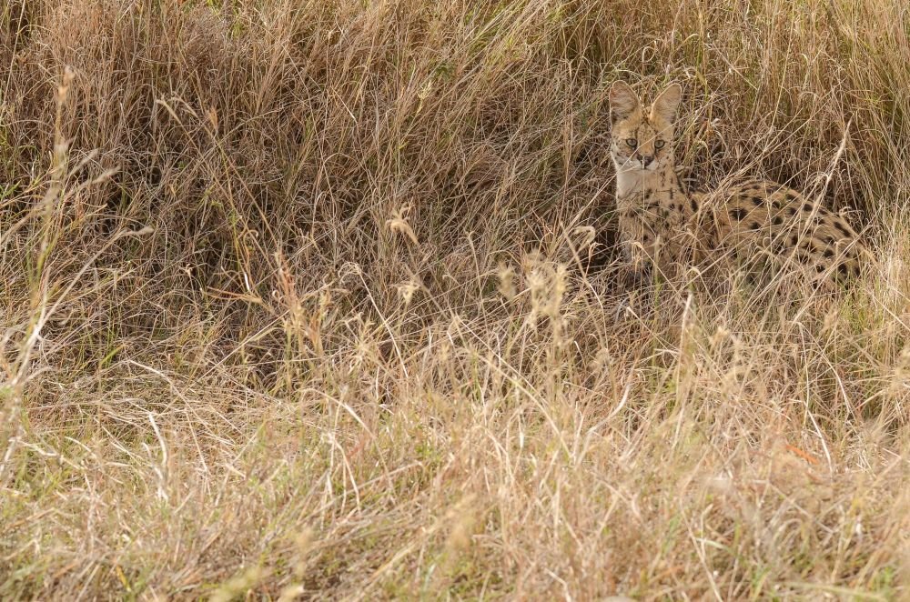 Photo voyage Tanzanie 8