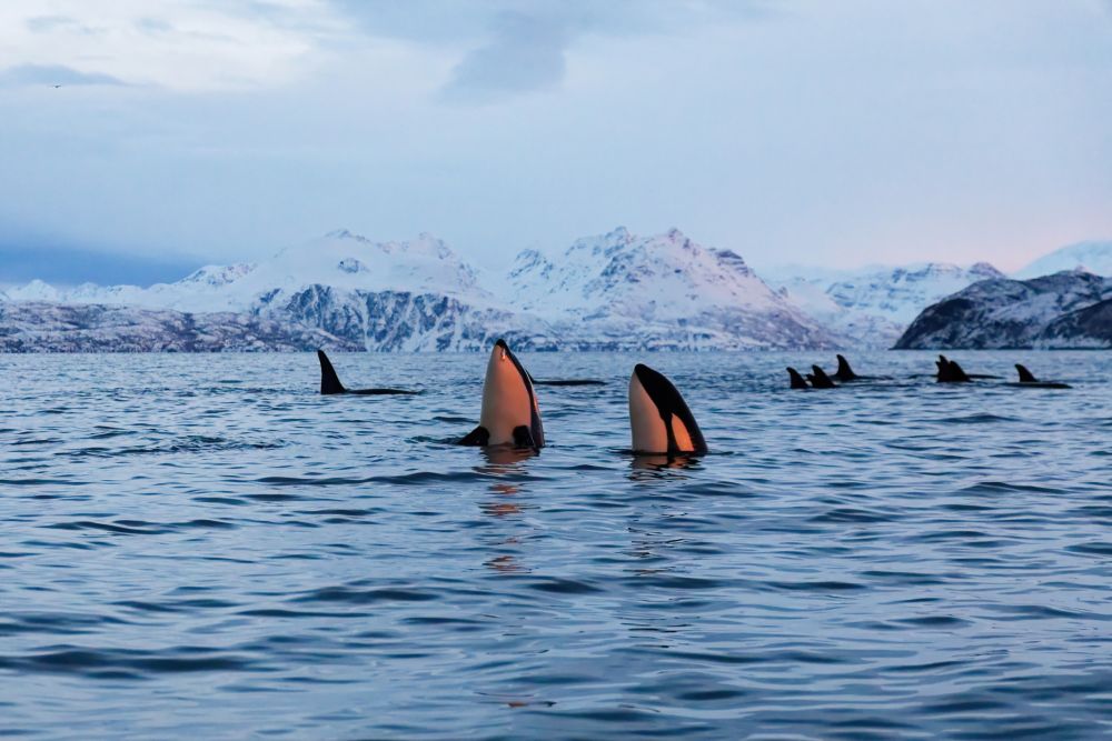Photo voyage Norvège 1