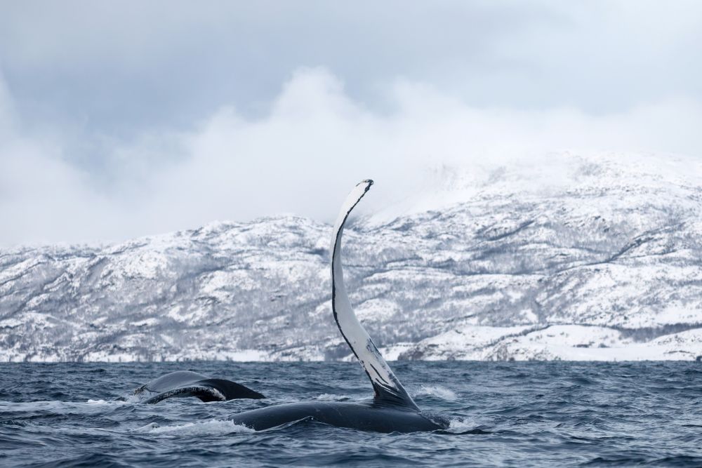 Photo voyage Norvège 4