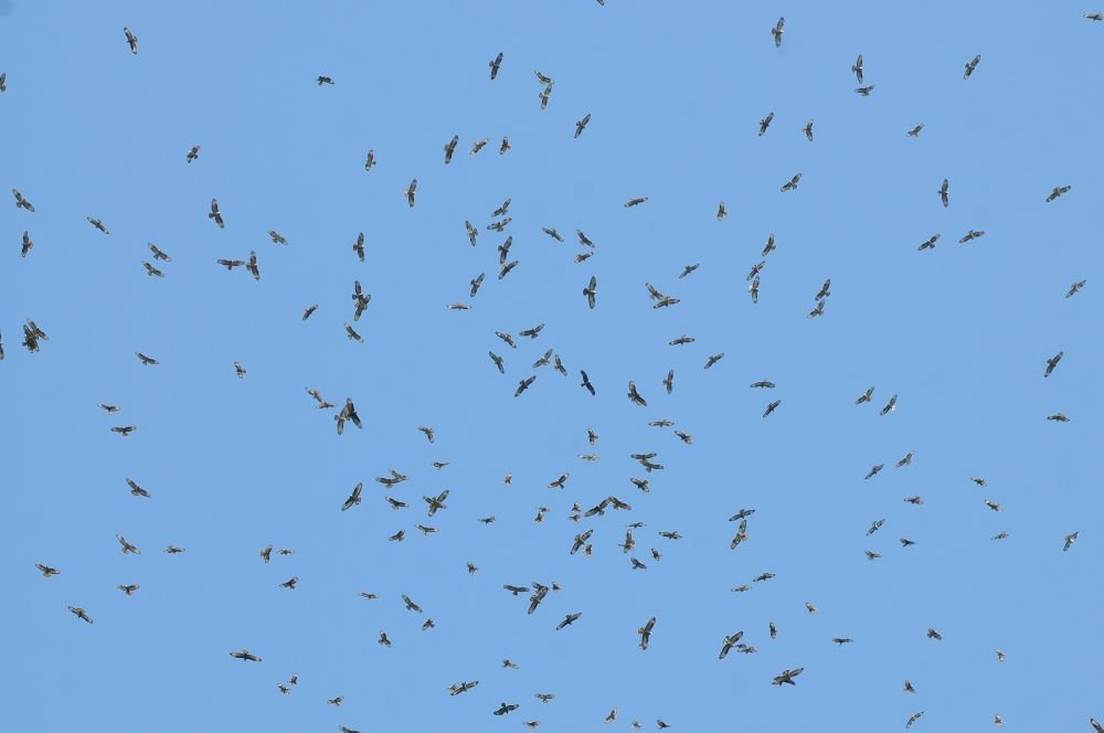 Pompe de bondrées (principalement)