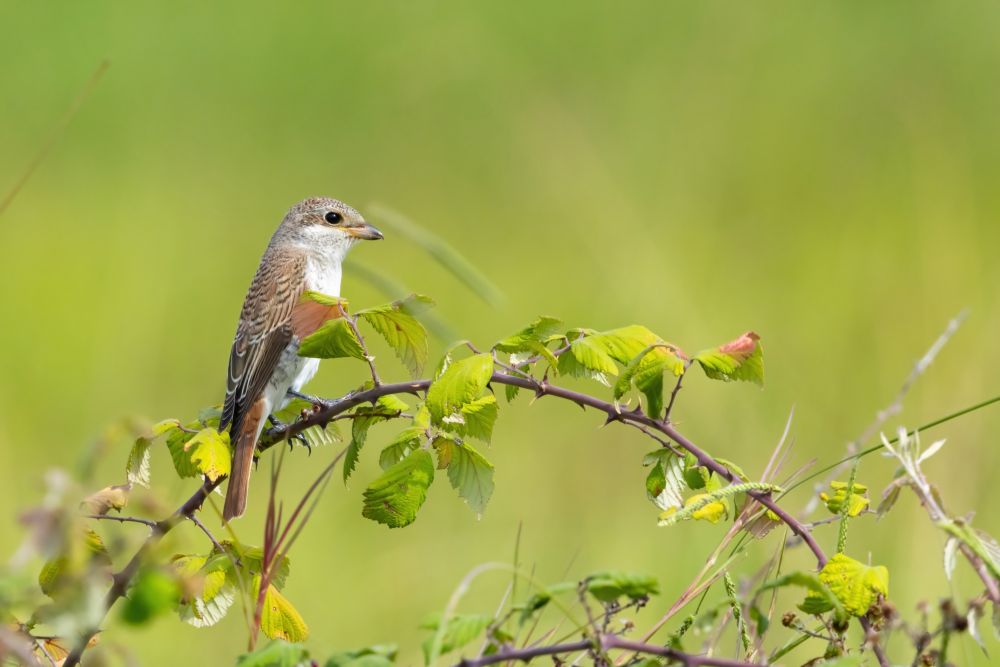 Pie-grièche écorcheur