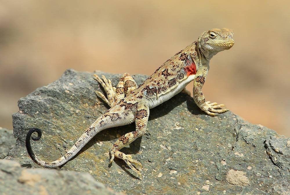Agame à tête de crapaud