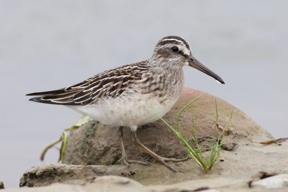 Bécasseau falcinelle