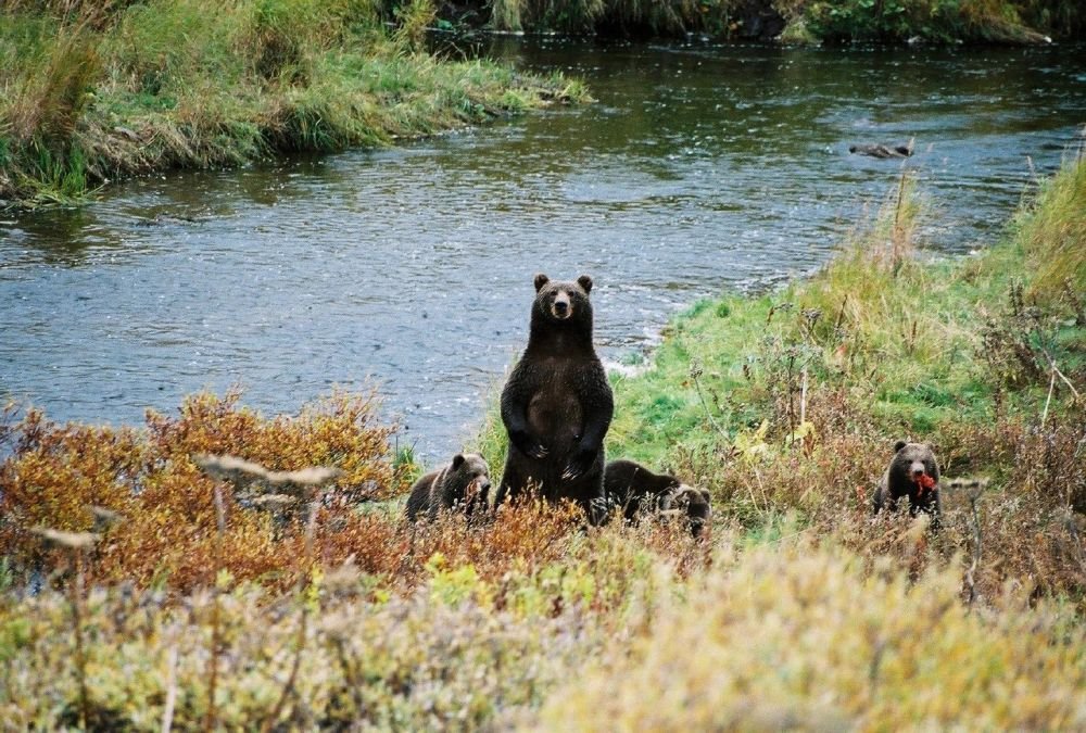 Philippe Renault Kodiak Alaska (2)