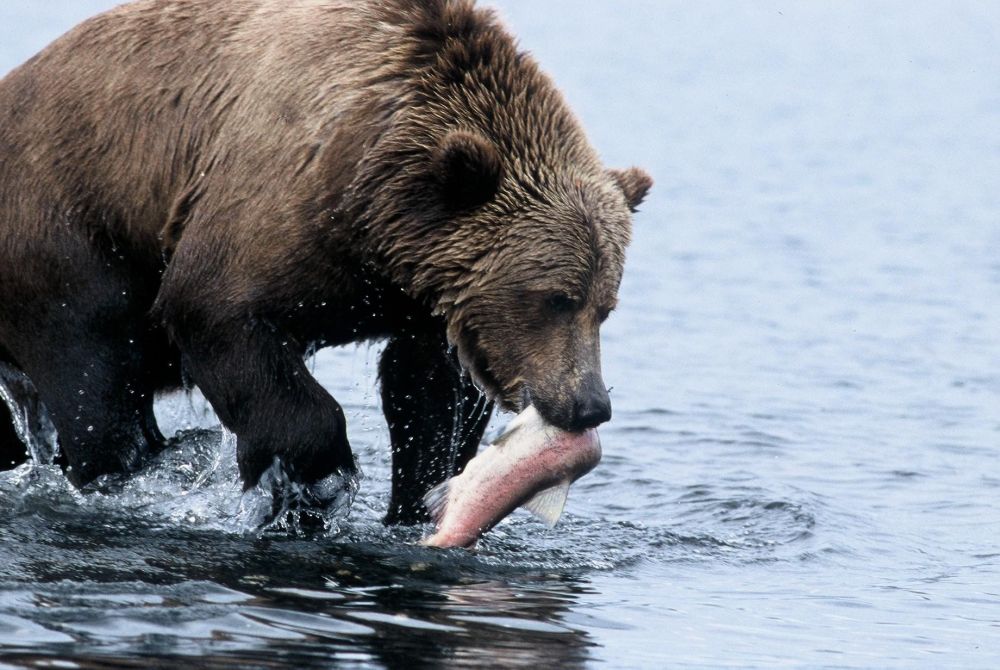 Laurent Cocherel Kodiak Alaska