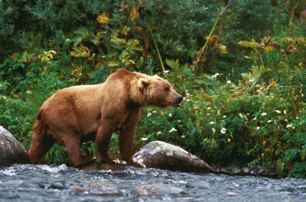 Laurent Cocherel Kodiak Alaska (48)