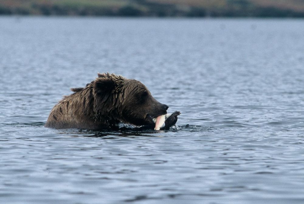 Laurent Cocherel Kodiak Alaska (3)