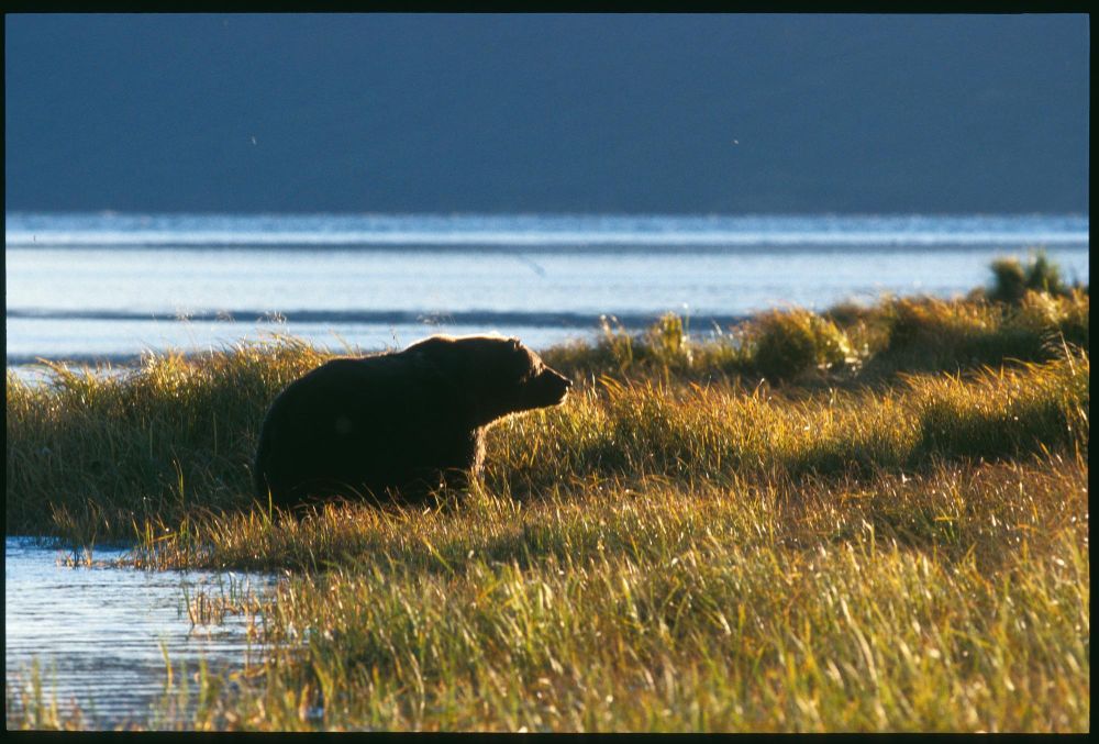 Laurent Cocherel Kodiak Alaska (23)