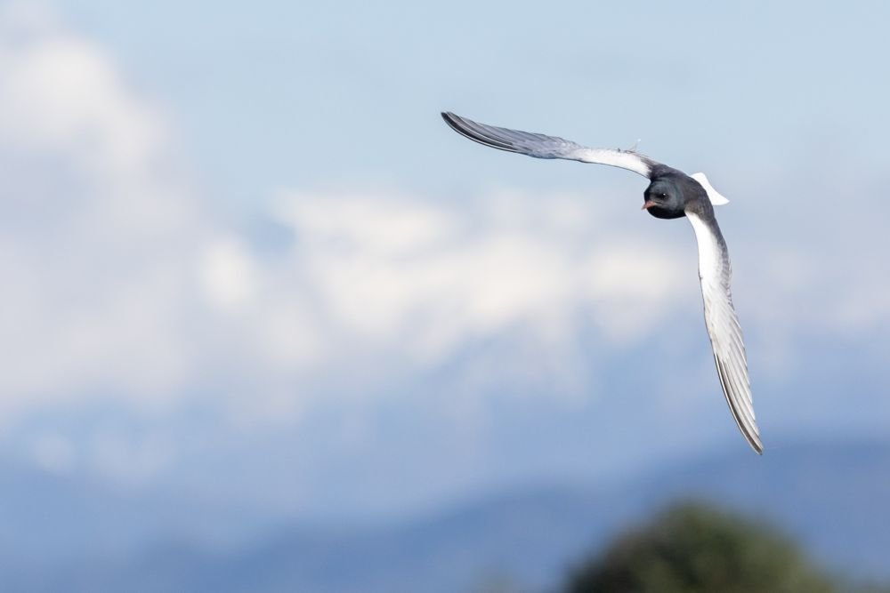 Guifette leucoptère