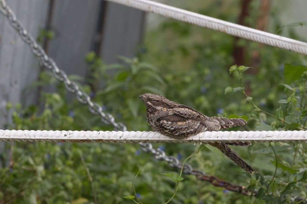 Engoulevent d'Europe