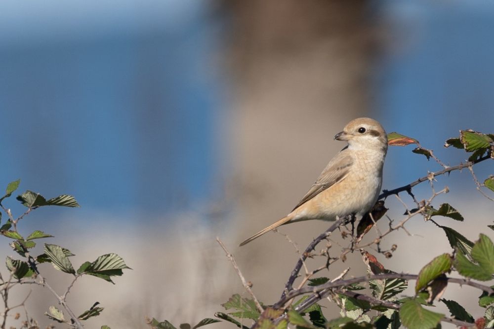 Pie Grièche Isabelle