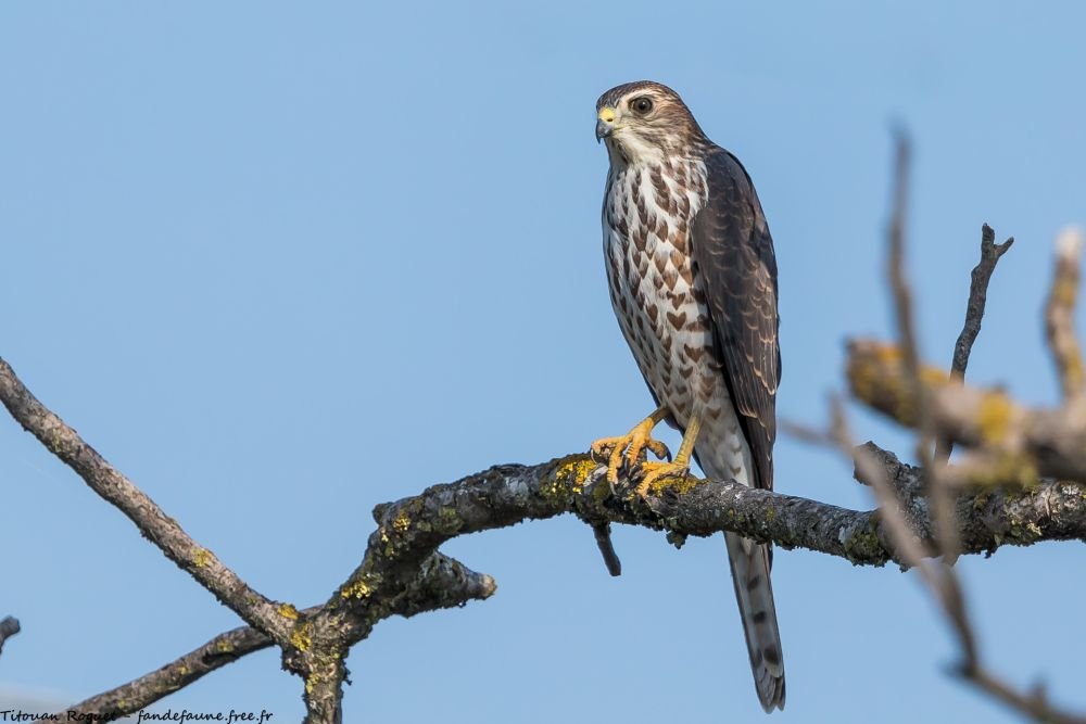 Epervier à pieds courts