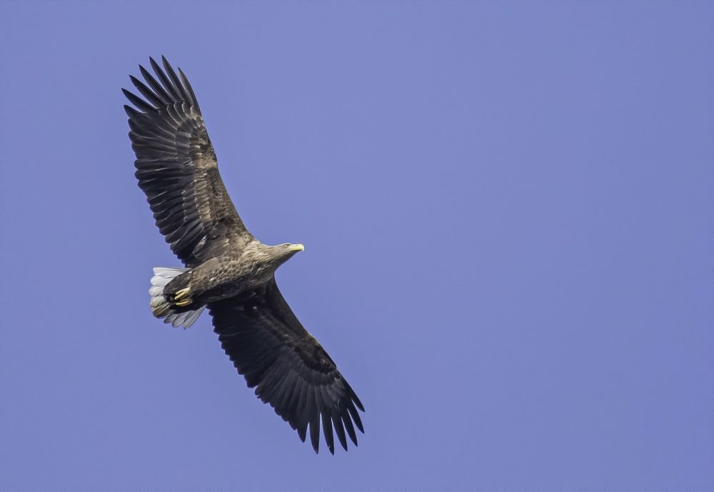 Pygargue à queue blanche