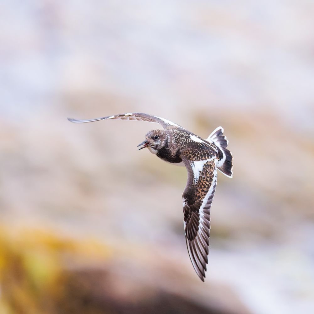 Tournepierre à collier