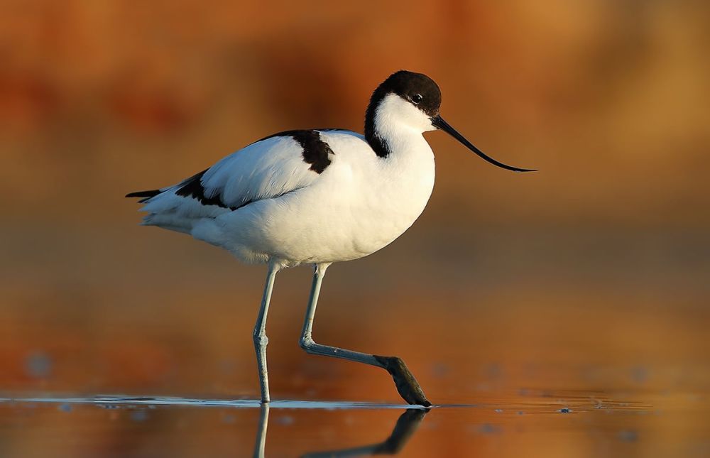 Avocette élagante